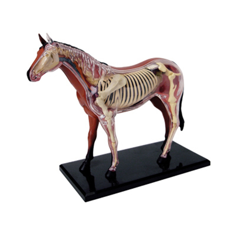 Science Toys Diy - 동물 장기 해부학 모델, 4D 말