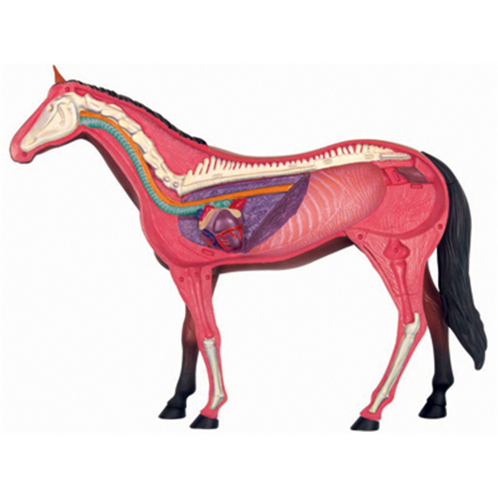 동물 장기 해부학 모델, 4D 말 지능 조립 장난감,  - Science Toys Diy 리뷰 및 가격