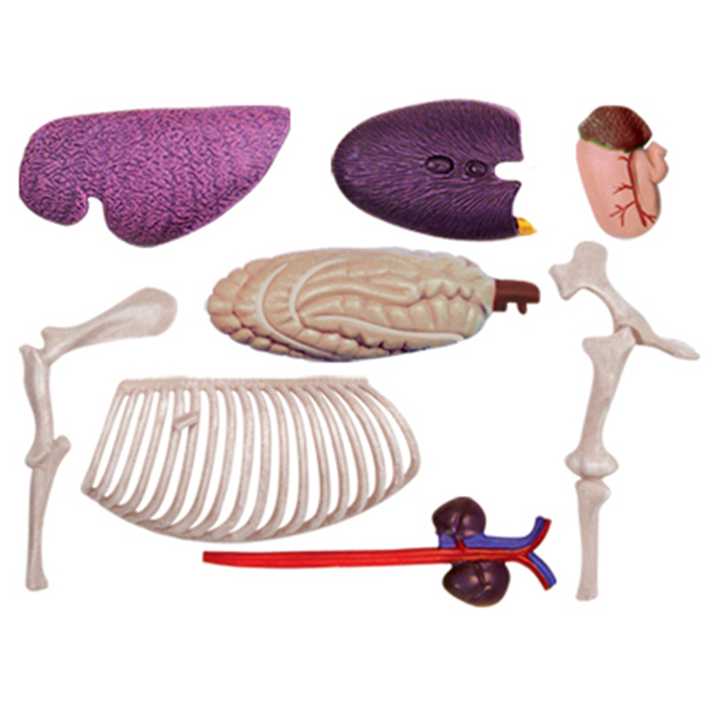 동물 장기 해부학 모델, 4D 말 지능 조립 장난감,  - Science Toys Diy 리뷰 및 가격